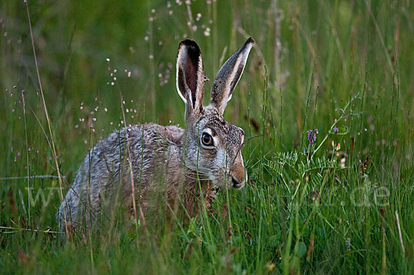 Feldhase (Lepus europaeus)