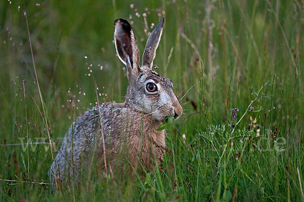 Feldhase (Lepus europaeus)