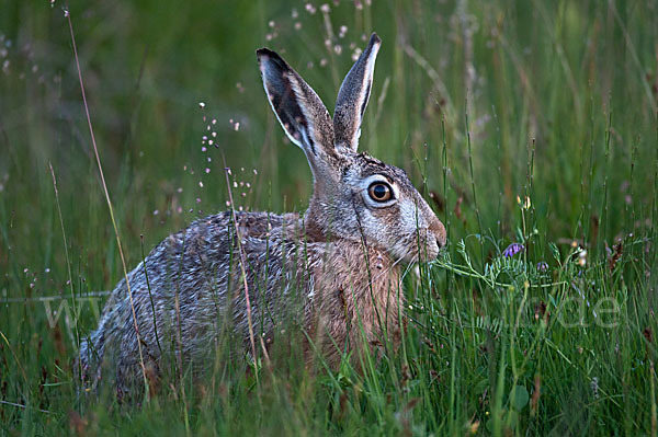 Feldhase (Lepus europaeus)