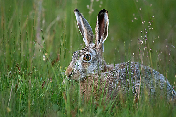 Feldhase (Lepus europaeus)