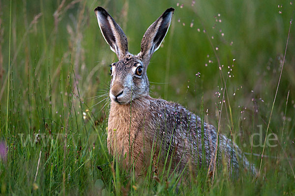 Feldhase (Lepus europaeus)