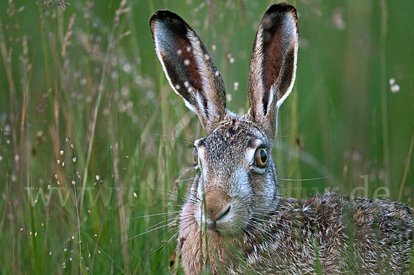 Feldhase (Lepus europaeus)