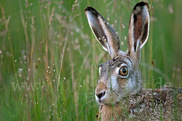 Feldhase (Lepus europaeus)