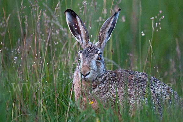 Feldhase (Lepus europaeus)