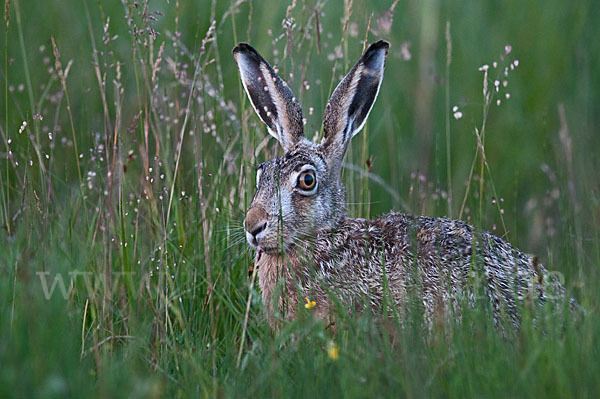 Feldhase (Lepus europaeus)