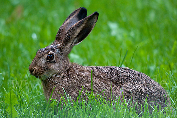 Feldhase (Lepus europaeus)