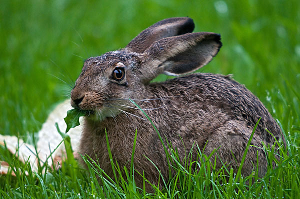 Feldhase (Lepus europaeus)