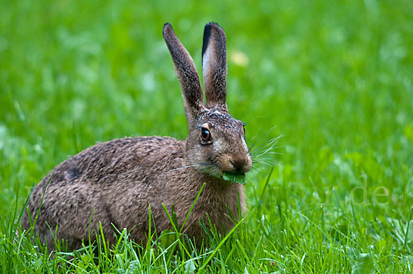 Feldhase (Lepus europaeus)