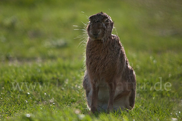 Feldhase (Lepus europaeus)