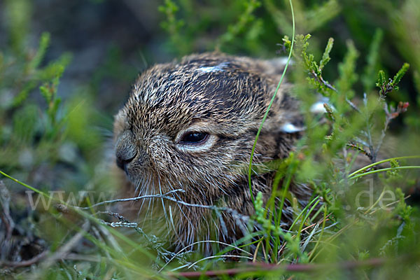 Feldhase (Lepus europaeus)