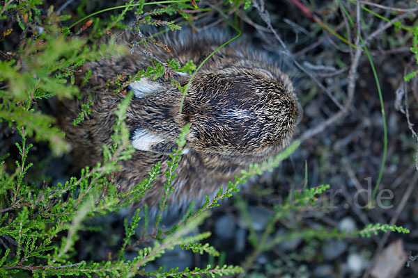 Feldhase (Lepus europaeus)