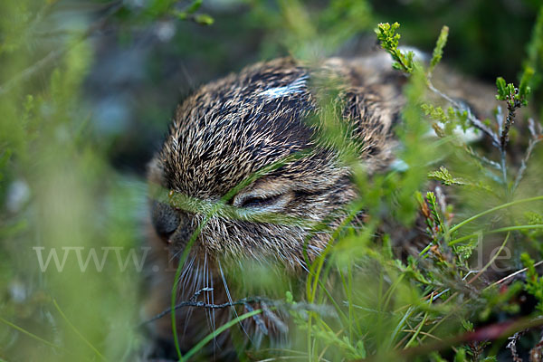 Feldhase (Lepus europaeus)