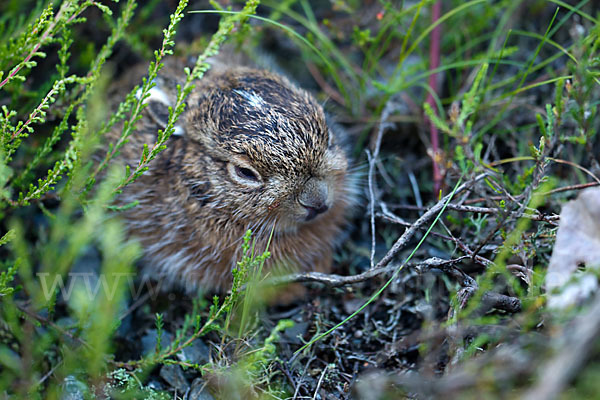 Feldhase (Lepus europaeus)