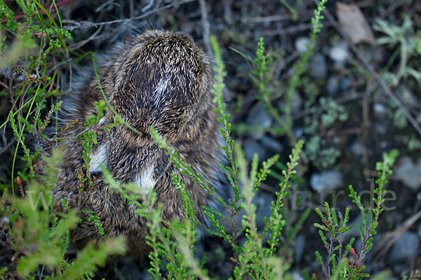 Feldhase (Lepus europaeus)