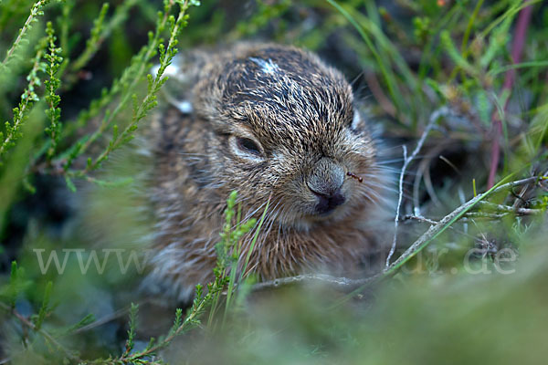 Feldhase (Lepus europaeus)