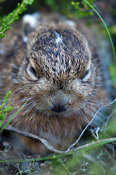 Feldhase (Lepus europaeus)