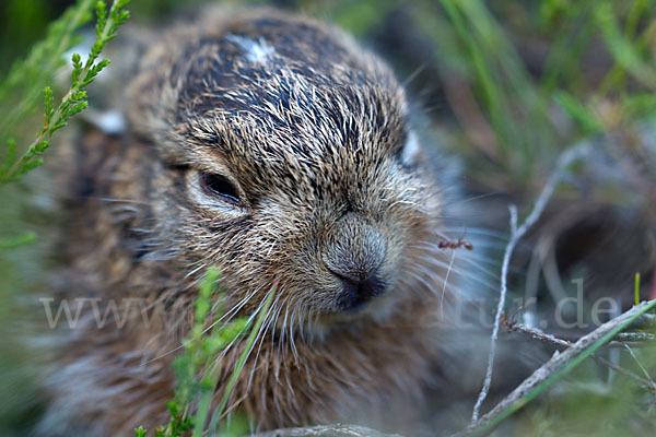 Feldhase (Lepus europaeus)