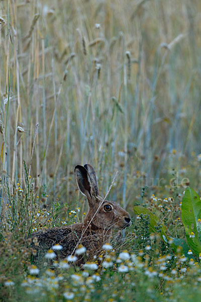 Feldhase (Lepus europaeus)