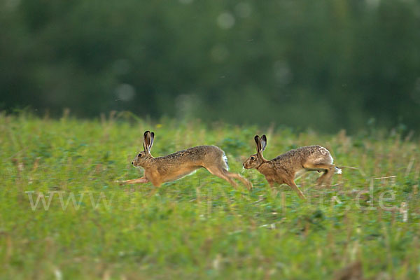 Feldhase (Lepus europaeus)