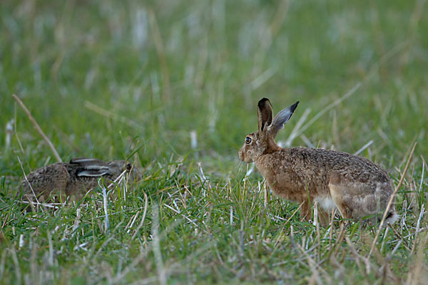 Feldhase (Lepus europaeus)