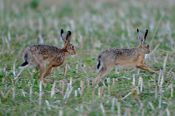 Feldhase (Lepus europaeus)