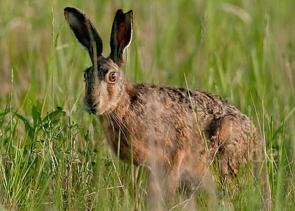 Feldhase (Lepus europaeus)