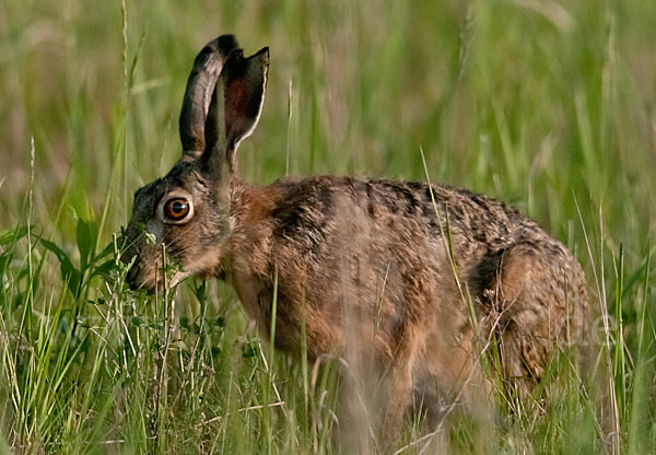 Feldhase (Lepus europaeus)