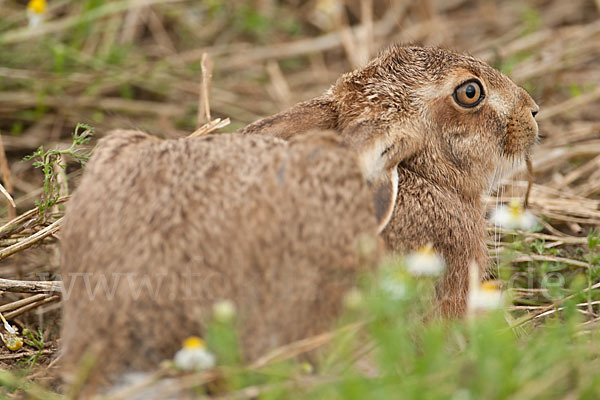 Feldhase (Lepus europaeus)