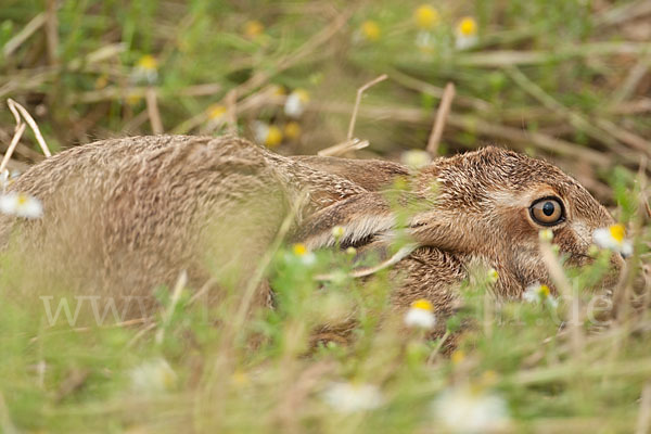 Feldhase (Lepus europaeus)