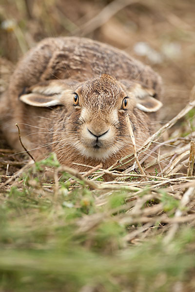 Feldhase (Lepus europaeus)