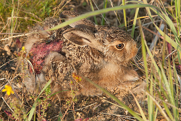 Feldhase (Lepus europaeus)