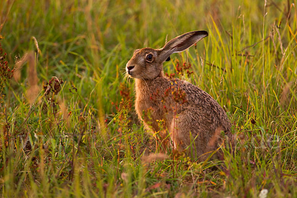 Feldhase (Lepus europaeus)