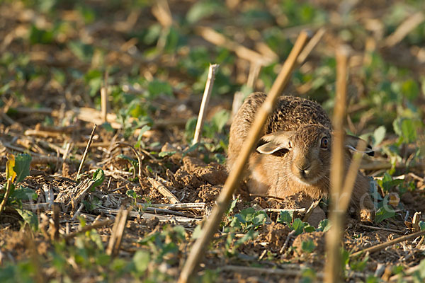 Feldhase (Lepus europaeus)