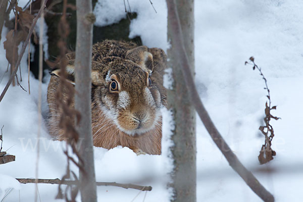 Feldhase (Lepus europaeus)