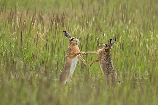 Feldhase (Lepus europaeus)