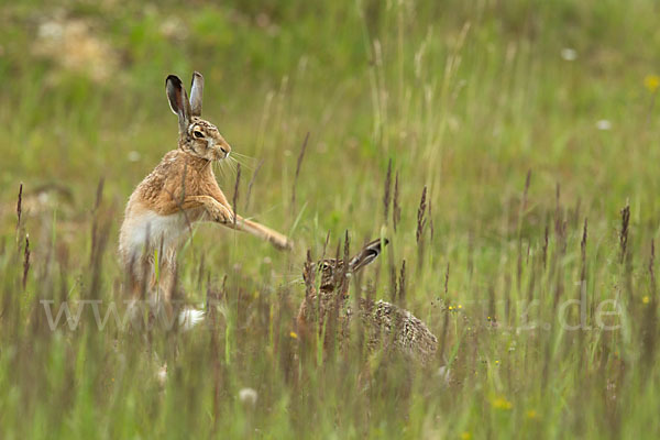 Feldhase (Lepus europaeus)