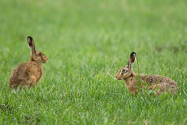 Feldhase (Lepus europaeus)