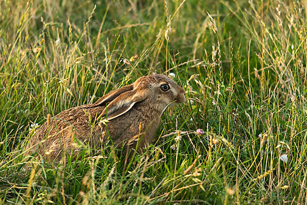 Feldhase (Lepus europaeus)