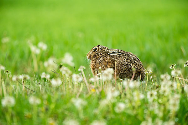 Feldhase (Lepus europaeus)