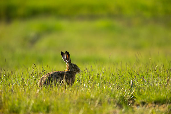 Feldhase (Lepus europaeus)