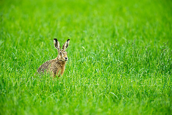 Feldhase (Lepus europaeus)