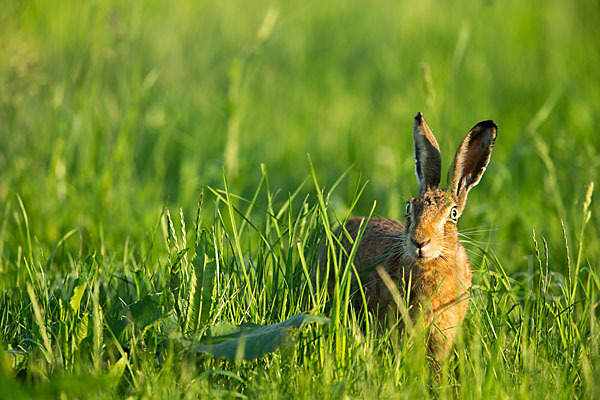 Feldhase (Lepus europaeus)