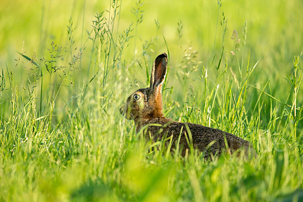 Feldhase (Lepus europaeus)