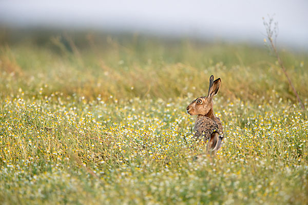 Feldhase (Lepus europaeus)