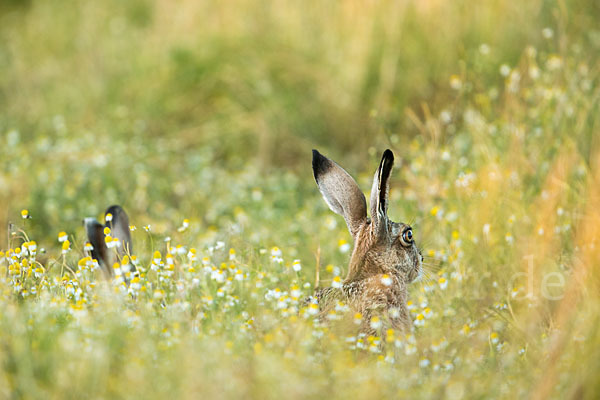 Feldhase (Lepus europaeus)