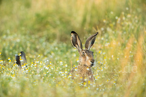 Feldhase (Lepus europaeus)