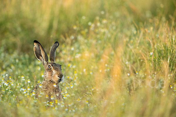 Feldhase (Lepus europaeus)