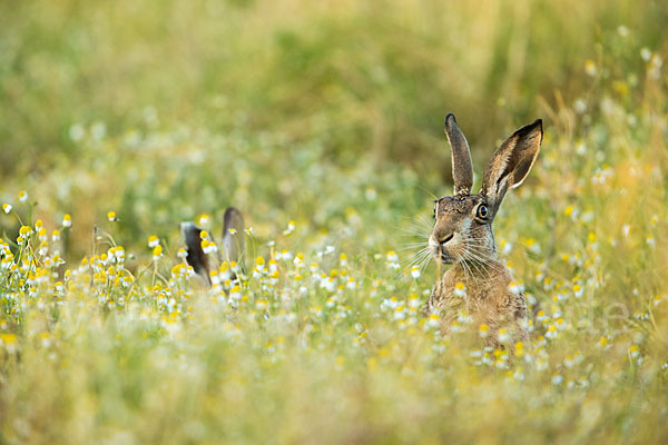 Feldhase (Lepus europaeus)