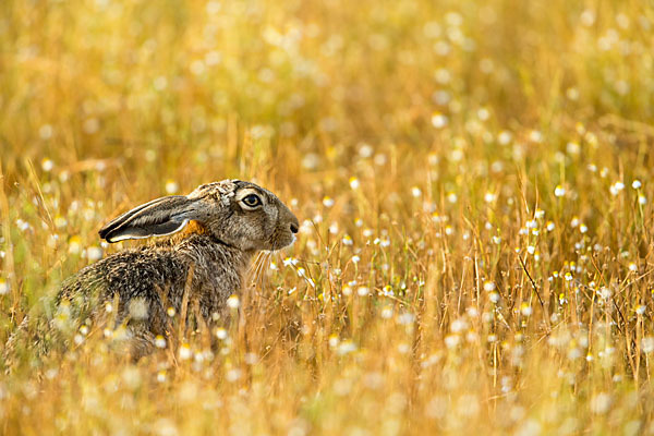 Feldhase (Lepus europaeus)