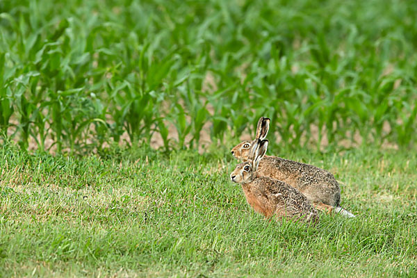 Feldhase (Lepus europaeus)